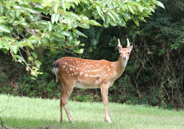 27일 오후 대전 유성구 국립대전현충원에서 꽃사슴이 여유로운 시간을 보내고 있다. 2020.7.27 뉴스1