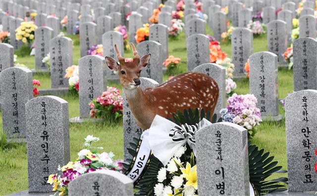 27일 오후 대전 유성구 국립대전현충원에서 꽃사슴 한 쌍이 묘역을 찾아 여유로운 시간을 보내고 있다. 2020.7.27 뉴스1