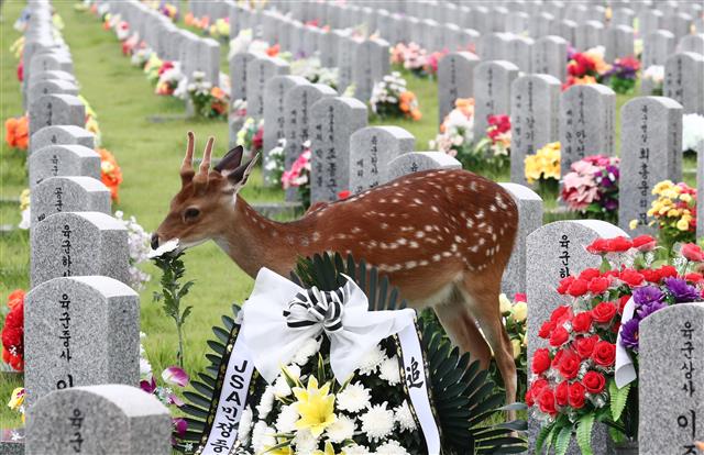 27일 오후 대전 유성구 국립대전현충원에서 꽃사슴 한 쌍이 묘역을 찾아 국화를 헌화 하는 듯 입에 물고 있다. 2020.7.27 뉴스1