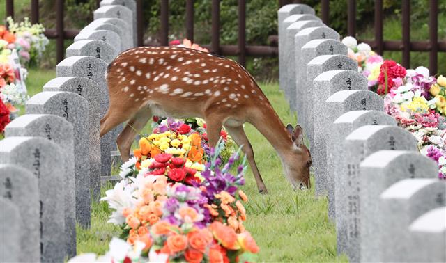 27일 오후 대전 유성구 국립대전현충원에서 꽃사슴 한 마리가 묘역을 찾아 여유로운 시간을 보내고 있다. 2020.7.27 뉴스1