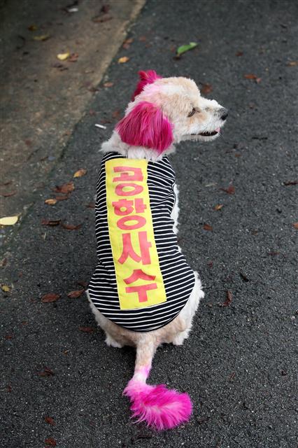 28일 오전 경북 군위군청 앞에서 열린 소보공항 무산방지위원회 주민들의 통합신공항 공동후보지 유치신청 촉구 집회 현장에 애완견 한 마리가 ‘공항사수’라고 적힌 옷을 입고 나와 눈길을 끌고 있다. 2020.7.28 뉴스1