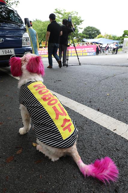 28일 오전 경북 군위군청 앞에서 열린 소보공항 무산방지위원회 주민들의 통합신공항 공동후보지 유치신청 촉구 집회 현장에 애완견 한 마리가 ‘공항사수’라고 적힌 옷을 입고 나와 눈길을 끌고 있다. 2020.7.28 뉴스1