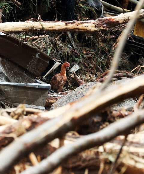 산사태로 무너진 양계장