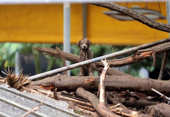 산사태로 붕괴된 축사