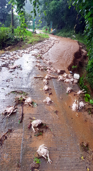 폭우로 닭 수백 마리 폐사