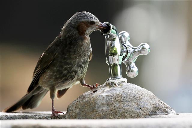 직박구리도 ‘덥네’