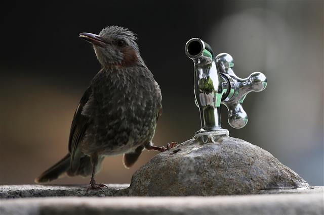 ‘목 타네 오늘’