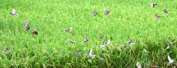 입추 앞둔 참새들의 가을 식사