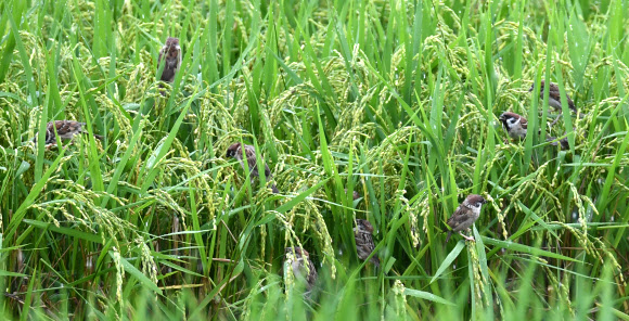 입추 앞둔 참새들의 가을 식사