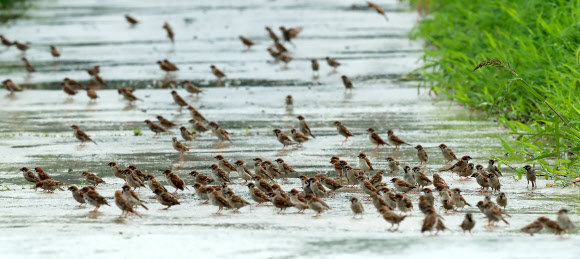 먹이 찾아 나서는 참새들