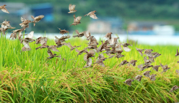 익어가는 벼와 참새떼