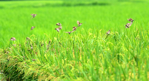 벼 이삭 쪼아 먹는 참새들