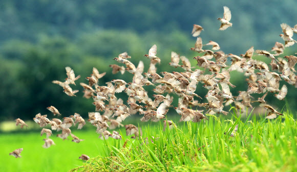곧 입추…논에 모여든 참새떼
