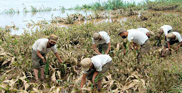 북한 노동당 기관지 노동신문은 9일 3면에 황해북도 은파군 대청리 수해지역에 투입된 인민군대가 피해현장 복구 작업에 나선 모습을 소개했다. 신문은 인민군대가 도로 복구, 제방 보수, 지대 정리, 농작물 세우기 등의 작업을 진행했다고 전했다. 2020.8.9  노동신문 홈페이지 캡처