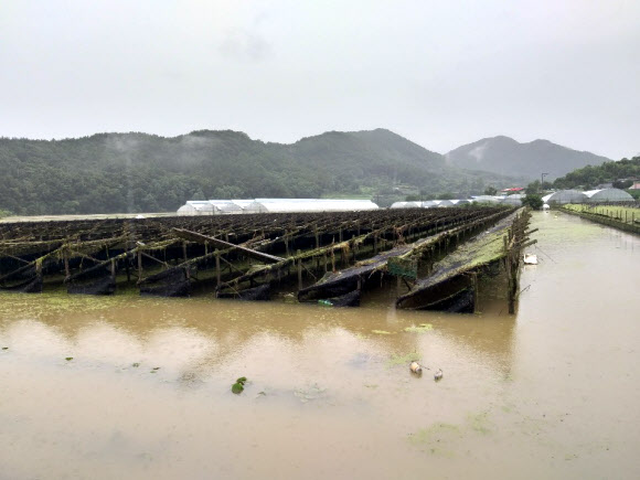 전북 진안군 용담댐 방류로 9일 오전 하류 지역인 충북 옥천군 동이면 적하리의 인삼밭이 물에 잠겨 있다. 2020.8.9  옥천군 제공