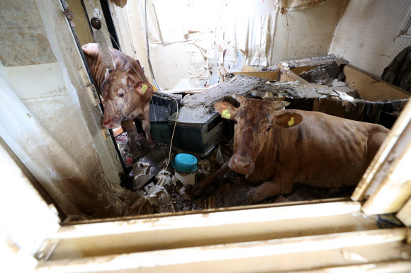 10일 오전 전남 구례군 구례읍의 한 마을 주택 내부에 소가 앉아 있다. 이 소는 주변 축사에서 사육하는데 최근 폭우와 하천 범람으로 물에 떠다니다가 지붕 위로 피신, 이후 물이 빠지면서 지상으로 내려오지 못하고 머물러 있다가 집 안으로 추락했다. 2020.8.10  연합뉴스