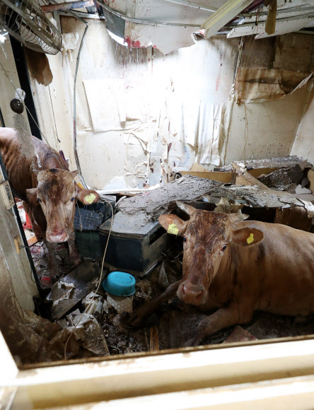 10일 오전 전남 구례군 구례읍의 한 마을 주택 내부에 소가 앉아 있다. 이 소는 주변 축사에서 사육하는데 최근 폭우와 하천 범람으로 물에 떠다니다가 지붕 위로 피신, 이후 물이 빠지면서 지상으로 내려오지 못하고 머물러 있다가 집 안으로 추락했다. 2020.8.10  연합뉴스