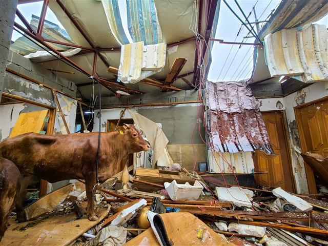 9일 전남 구례군 구례읍의 한 마을 축사 지붕에 올라갔던 소들이 건물내부로 떨어져 구조를 기다리고 있다. 집중호우와 하천 범람으로 물이 차오르면서 소가 떠올라 지붕으로 피신했던 소들은 건물 지붕이 붕괴되며 떨어졌다. 2020.8.10 뉴스1