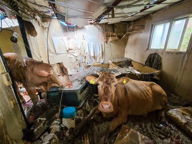 9일 전남 구례군 구례읍의 한 마을 축사 지붕에 올라갔던 소들이 건물내부로 떨어져 구조를 기다리고 있다. 집중호우와 하천 범람으로 물이 차오르면서 소가 떠올라 지붕으로 피신했던 소들은 건물 지붕이 붕괴되며 떨어졌다. 2020.8.10 뉴스1