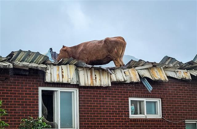 10일 전남 구례군 구례읍의 한 마을 지붕에 올라간 소가 마취총에 맞고 구조를 기다리고 있다. 집중호우와 하천 범람으로 물이 차오르면서 물에 떠올라 지붕으로 피신했던 일부 소들은 건물 지붕이 붕괴되며 건물 내부로 떨어졌다. 2020.8.10 뉴스1