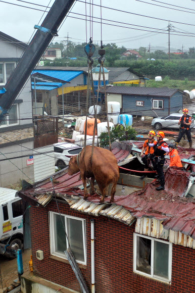 10일 오전 전남 구례군 구례읍의 한 마을 주택 지붕 위에서 119대원들이 소를 구조하고 있다. 이 소는 주변 축사에서 사육하는데 최근 폭우와 하천 범람으로 물에 떠다니다가 지붕 위로 피신, 이후 물이 빠지면서 땅으로 내려오지 못하고 머물러 있었다. 2020.8.10  연합뉴스