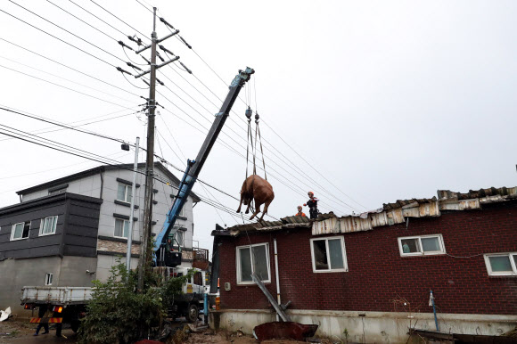 10일 오전 전남 구례군 구례읍의 한 마을 주택 지붕 위에서 119대원들이 소를 구조하고 있다. 이 소는 주변 축사에서 사육하는데 최근 폭우와 하천 범람으로 물에 떠다니다가 지붕 위로 피신, 이후 물이 빠지면서 땅으로 내려오지 못하고 머물러 있었다. 2020.8.10  연합뉴스