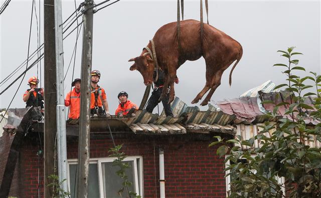10일 전남 구례군 구례읍의 한 마을에서 소방대원들이 축사 지붕에 올라갔던 소를 크레인을 이용해 구조하고 있다. 집중호우와 하천 범람으로 물이 차오르면서 떠올라 지붕으로 피신했던 일부 소들은 건물 지붕이 붕괴되며 떨어졌다. 2020.8.10 뉴스1
