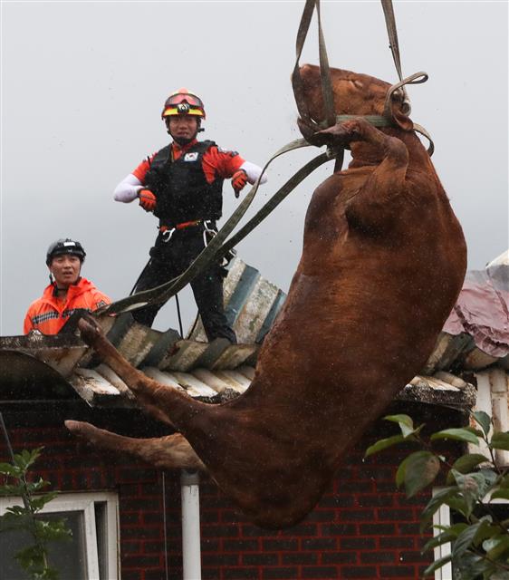 10일 전남 구례군 구례읍의 한 마을에서 소방대원들이 축사 지붕에 올라갔던 소를 크레인을 이용해 구조하고 있다. 집중호우와 하천 범람으로 물이 차오르면서 떠올라 지붕으로 피신했던 일부 소들은 건물 지붕이 붕괴되며 떨어졌다. 2020.8.10 뉴스1