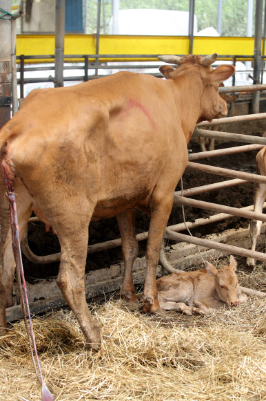 11일 오후 전남 구례군 구례읍 양정마을에서 침수된 축사를 피해 지붕 위로 피신한 암소가 구조된 직후 출산한 송아지를 보살피고 있다. 2020.8.11  연합뉴스