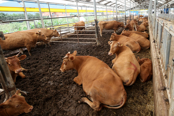11일 오후 전남 구례군 구례읍 양정마을에서 침수된 축사를 피해 지붕 위로 피신했다가 구조된 소들이 주인을 찾을 때까지 임시로 다른 사람의 축사에 머물고 있다. 2020.8.11  연합뉴스