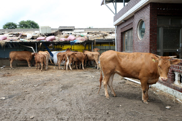 11일 오후 전남 구례군 구례읍 양정마을에서 침수된 축사를 피해 지붕 위로 피신했다가 구조된 소들이 묶여 있다. 2020.8.11  연합뉴스