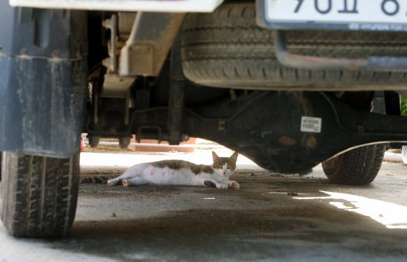 14일 강원 강릉시 사천면의 한 주택에서 고양이가 트럭 밑에서 무더위를 식히고 있다. 폭염 경보가 발령 중인 강릉의 이날 오후 3시 현재 기온은 34.2도를 기록했다. 2020.8.13  연합뉴스
