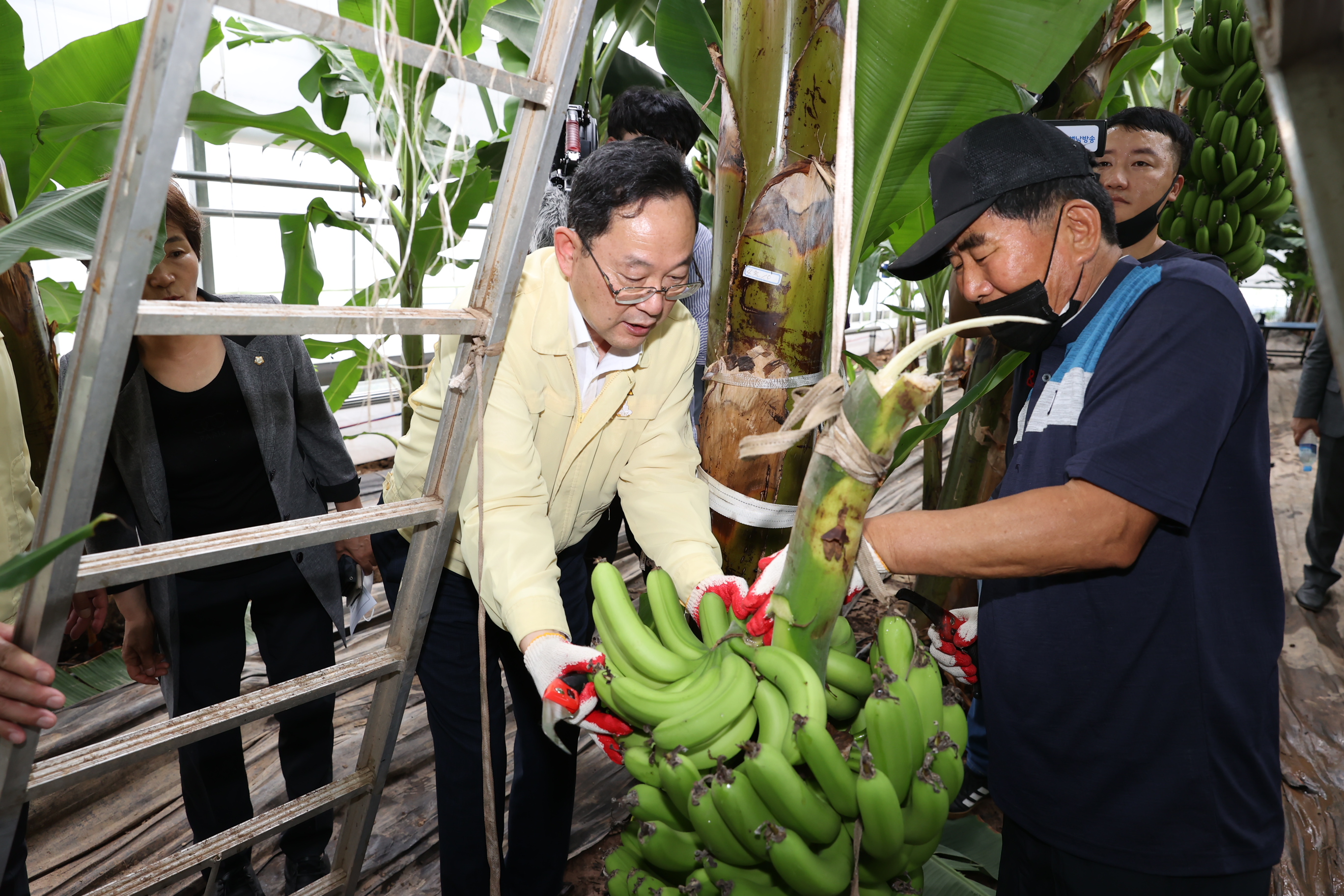 명현관 해남군수가 북평면 와룡마을 신용균 씨 농가에서 재배된 바나나 수확을 돕고 있다.  