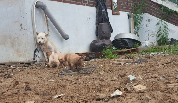 지난 11일 이천시 율면의 산양저수지 둑 붕괴로 땅에 묻힌 지 7~8일 만에 기적적으로 구조된 어미개와 강아지들. 이천시 제공 