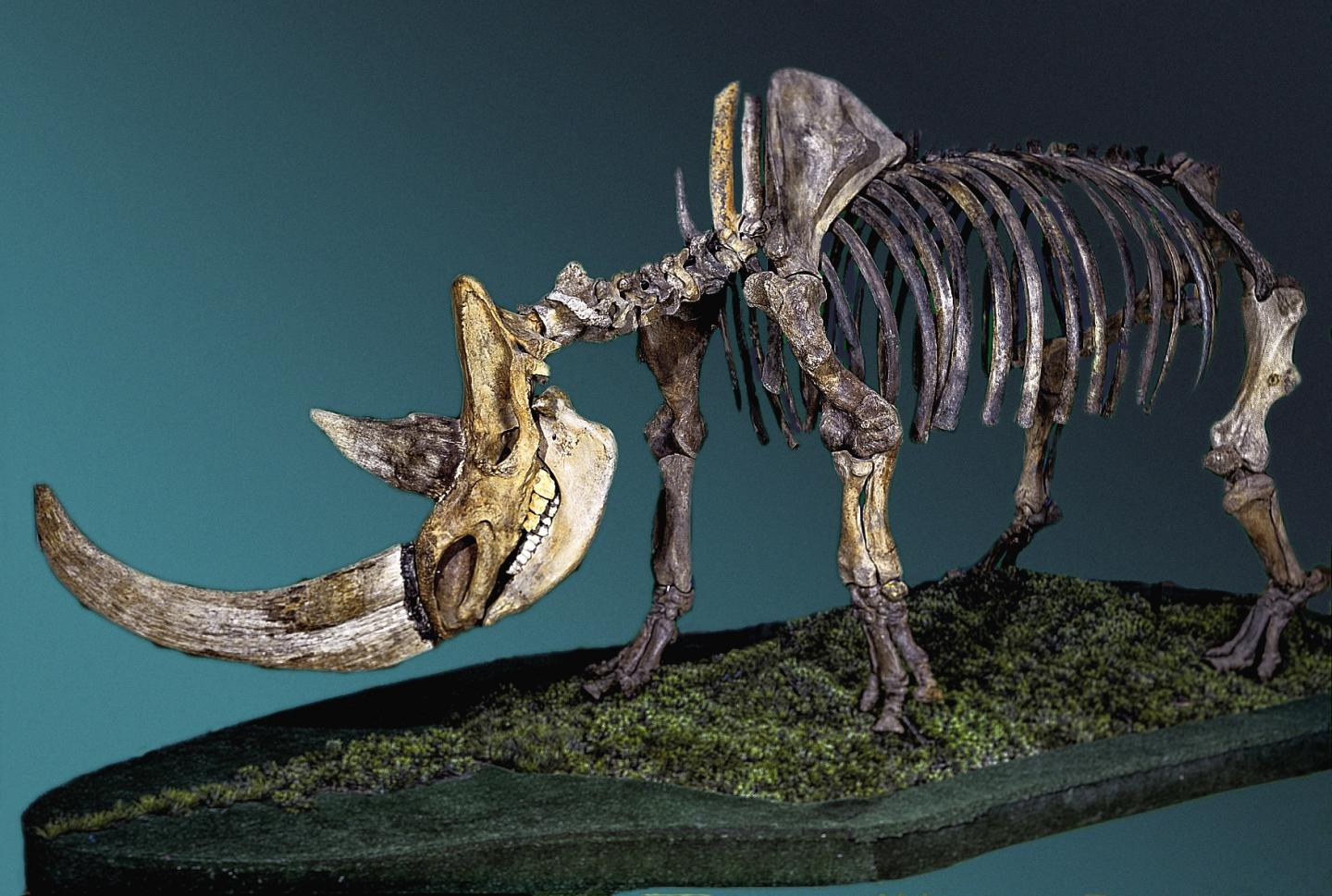 기후변화로 멸종한 털코뿔소의 뼈 화석