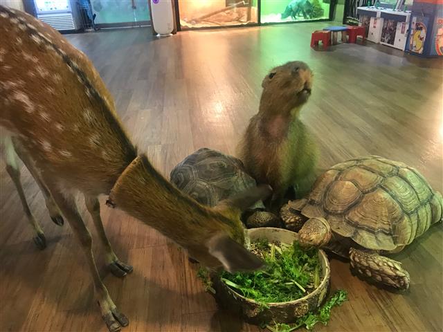 동물카페에서 서로 다른 동물들에게 하나의 먹이그릇으로 음식물을 제공하고 있다. 환경부 제공