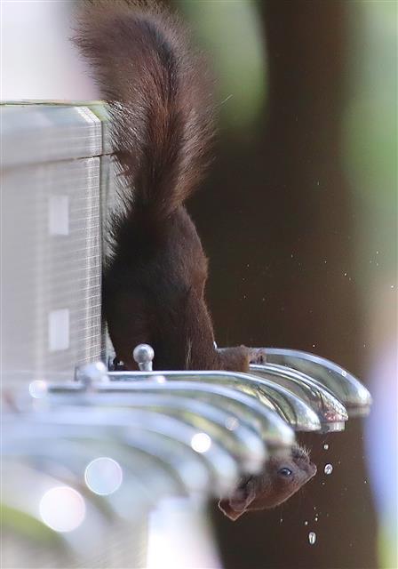 폭염에 수돗가 찾은 청설모
