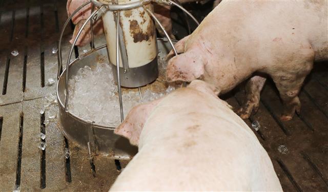 ‘폭염에 얼음 먹는 돼지들’