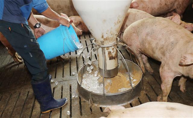 ‘제주 폭염 얼음으로 식히는 돼지들’