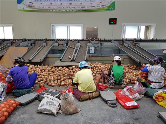농민들이 19일 전남 함평군 엄다면 천지농협 농산물산지유통센터(APC)에서 양파를 선별해 포장하고 있다. 특별취재팀