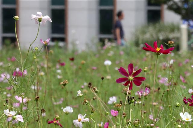 따스한 햇볕 쬐는 코스모스