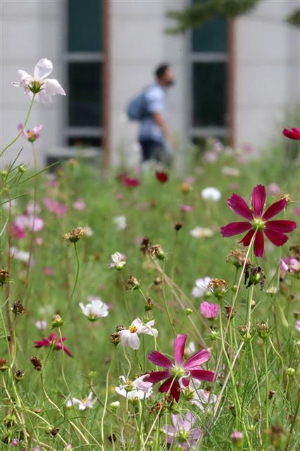 ‘코스모스가 왔어요’