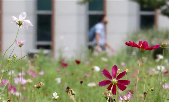 ‘코스모스가 다가온다’