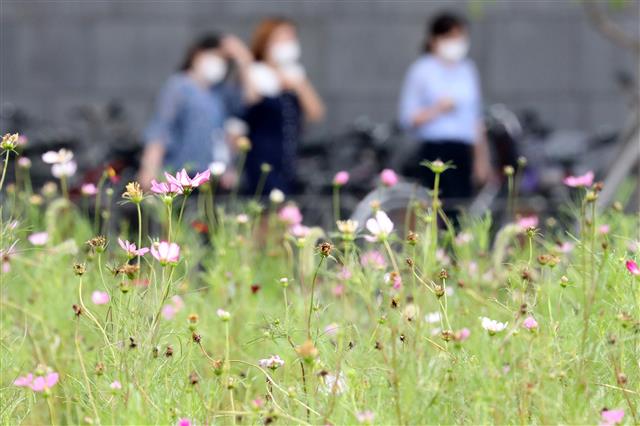 [수정본] ‘햇볕에 빛나는 코스모스들’