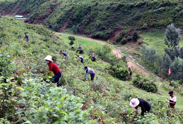 북한 노동당 기관지 노동신문은 22일 각지 농촌들에서 풀 베기가 활발히 벌어지고 있다면서 관련 사진을 공개했다. 신문은 지난해 같은 시기에 비해 풀 베기 실적을 113% 달성했다고 밝혔다. 사진은 장강군 무덕협동농장의 모습.  평양 노동신문=뉴스1