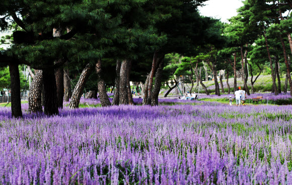 보랏빛 맥문동꽃과 노송