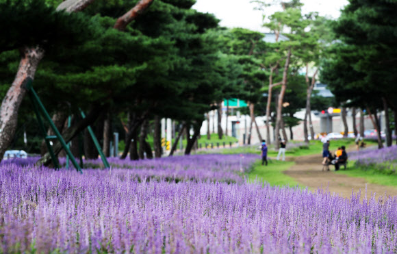 보랏빛 맥문동꽃과 노송