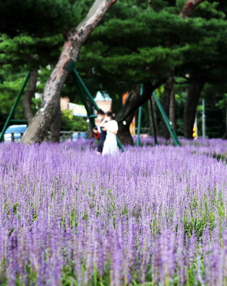 보랏빛 맥문동꽃과 노송