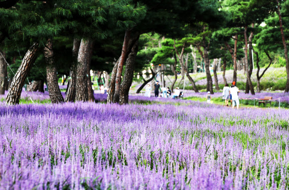 보랏빛 맥문동꽃과 노송