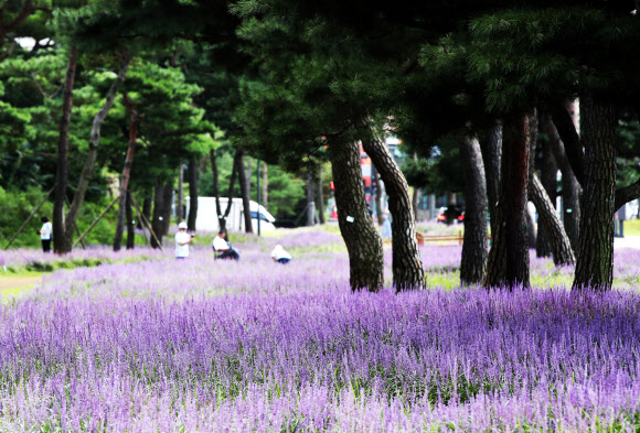 보랏빛 맥문동꽃과 노송